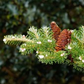 labotiga-floresbach-pine-pino.jpg