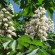 labotiga-floresbach-whitechestnut-castañodeindias.jpg