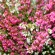 labotiga-floresbach-heather-brezo.jpg