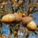 labotiga-floresbach-oak-roble.jpg