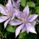 labotiga-floresbach-clematis-clematide.jpg