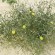 labotiga-floresbach-gorse-aulaga.jpg