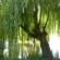 labotiga-floresbach-willow-sauce.jpg