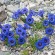 labotiga-floresbach-gentian-genciana.jpg