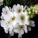 labotiga-floresbach-starofbethlehem-estrelladebelen-lechedeg.jpg