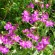 labotiga-florebach-centaury-centauramenor.jpg