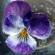 labotiga-floresbach-waterviolet-violetadeagua.jpg