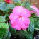 labotiga-floresbach-impatiens-impaciencia.jpg
