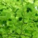 labotiga-floresbach-hornbeam-hojaranzo.jpg