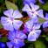 labotiga-floresbach-cerato-ceratostigma.jpg