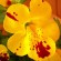 labotiga-floresbach-mimulus-mimulo.jpg