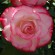labotiga-floresbach-wildrose-rosasilvestre.jpg