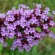 labotiga-floresbach-verbain-verbena.jpg