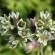 labotiga-floresbach-scletantus-escleranto.jpg