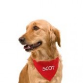 perro_bandana.jpg