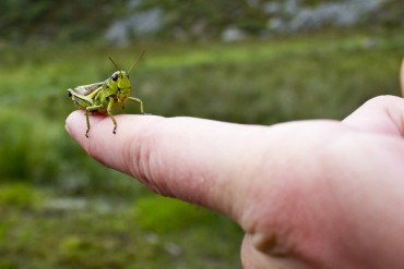 saltamontes.jpg