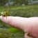 saltamontes.jpg
