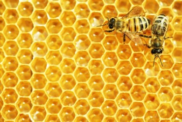 MIEL, POLEN, JALEA REAL, ARTESANOS CON MIEL