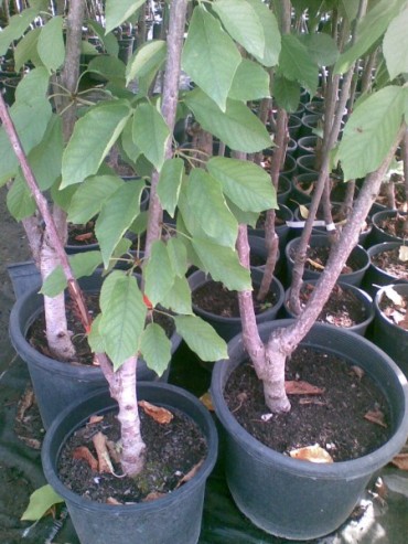 Frutales_dobles.jpg