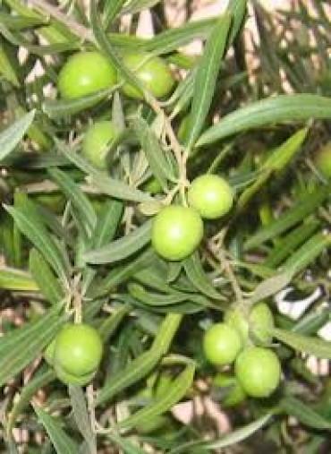 manzanilla-1.jpg