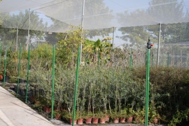 olivos.jpg