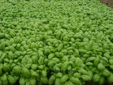 ALBAHACA_ANCHA.jpg