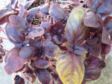 ALBAHACA_MORADA4.jpg
