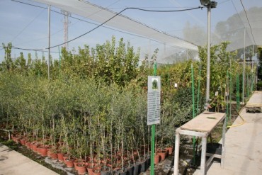 olivos1.jpg