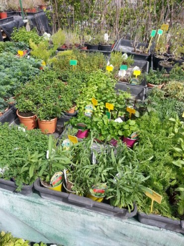 Aromatica.jpg