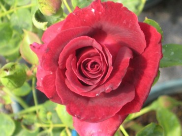 BLACK_BACCARA.jpg
