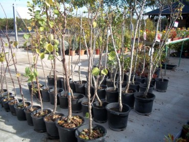 Frutal30-25.jpg