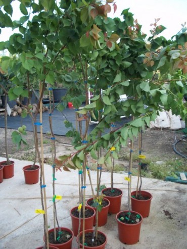 Frutal22.jpg