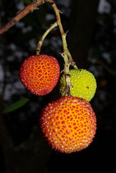 200px-Arbutus_unedo_03_by-dpc.jpg