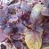 ALBAHACA_MORADA4.jpg