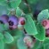 Blueberry.jpg