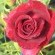 BLACK_BACCARA.jpg