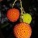 200px-Arbutus_unedo_03_by-dpc.jpg