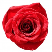 bigstock-Isolated-close-up-image-of-red-26443043.jpg
