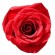 bigstock-Isolated-close-up-image-of-red-26443043.jpg