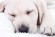 bigstock-Puppy-Sleeping-42035527.jpg