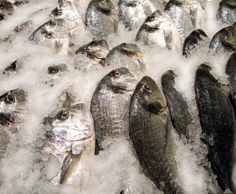 bigstock-Fresh-Fish-In-Ice-4422824.jpg