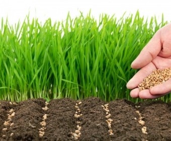 CULTIVOS DE USO NO ALIMENTARIO