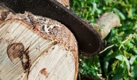 PODA DE ÁRBOLES Y PALMERAS