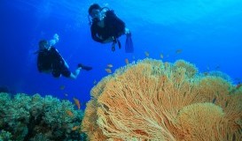 bigstock-Scuba-Divers-explore-Coral-Ree-12970064.jpg