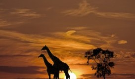 bigstock-Giraffes-and-the-sunset-in-Afr-18864989.jpg