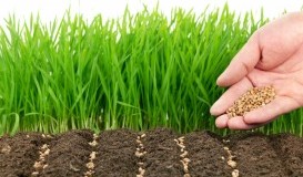 CULTIVOS DE USO NO ALIMENTARIO