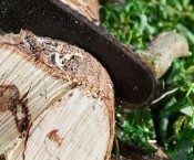 PODA DE ÁRBOLES Y PALMERAS