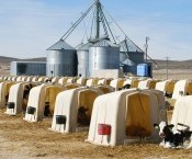 bigstock-Dairy-Calf-Hutches-4631018.jpg