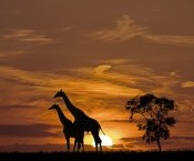 bigstock-Giraffes-and-the-sunset-in-Afr-18864989.jpg
