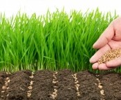 CULTIVOS DE USO NO ALIMENTARIO